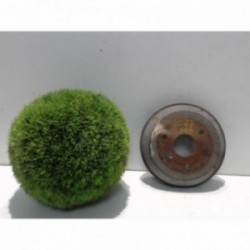 Tambour arriere droit SMART...